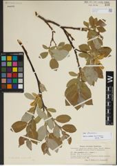 Foto von Salix lanata L.